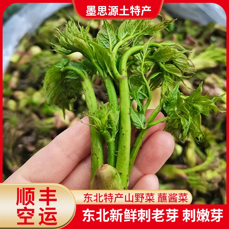 【顺丰空运】东北特产山菜刺老芽新鲜刺嫩芽鲜嫩蘸酱菜1/2斤