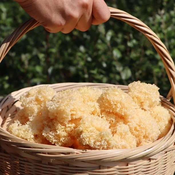 【修齐助农】大巴山银耳