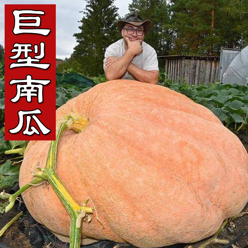 巨型南瓜种子 特大高产南瓜种子 大南瓜籽 大型南瓜种子简单夏季