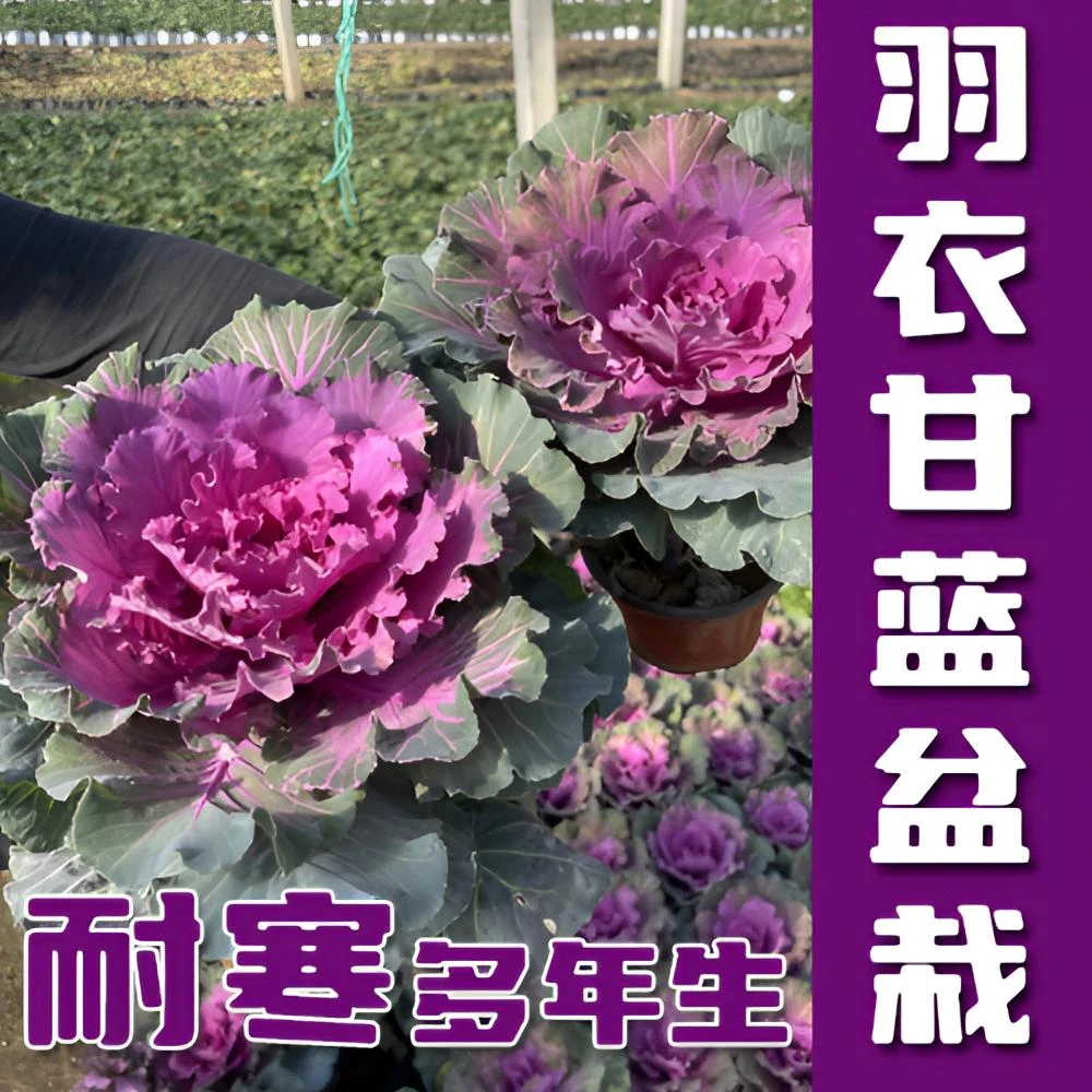 【直播用】羽衣甘蓝盆栽苗 粉色羽衣甘蓝 玫瑰牡丹羽衣甘蓝盆栽阳台