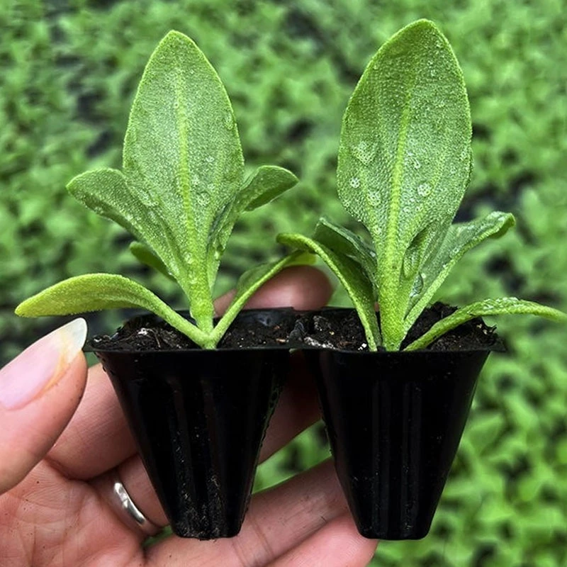 (直播)冰菜苗 冰菜秧子 冰菜种籽 四季 冰菜种孑 冰菜盆栽 冰种籽