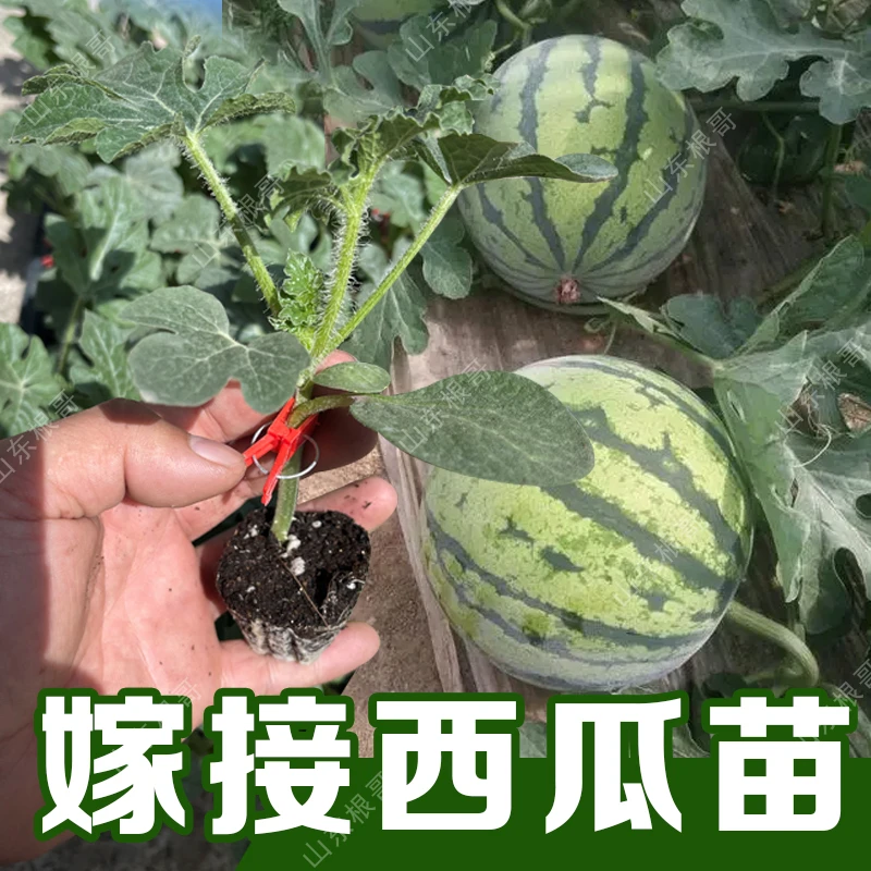 嫁接西瓜苗子 西瓜秧 西瓜种子