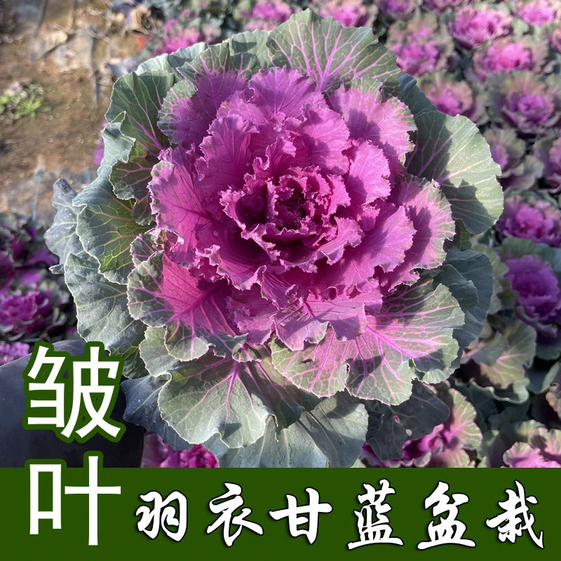 羽衣甘蓝盆栽苗 耐寒 耐冻  盆栽 粉甘蓝冬天花卉