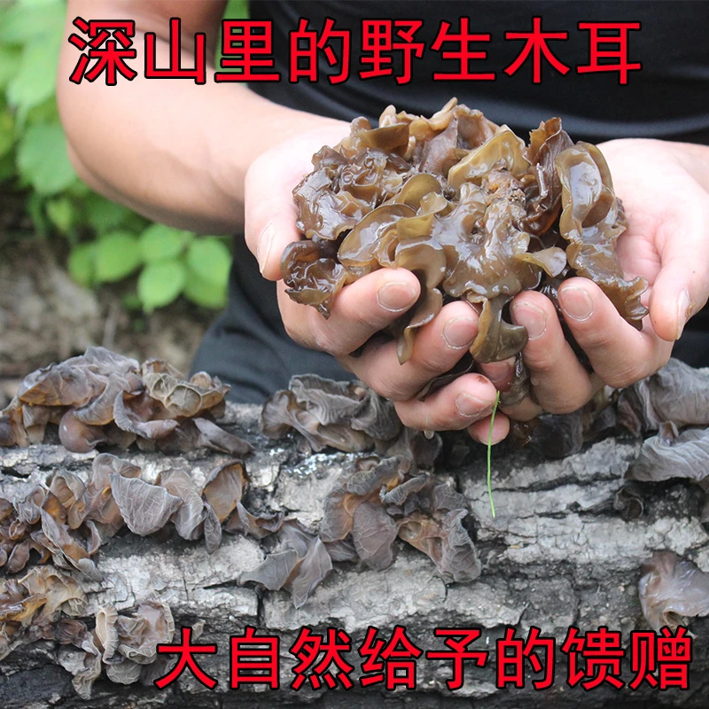 天然野生秋木耳东北生态土特产食用干货健康营养散装无根深山采摘