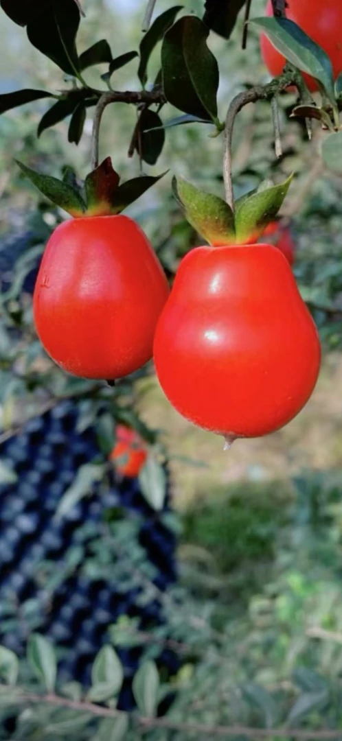 金弹子老鸦柿专拍，盆景金弹子盆景子龙金弹子盆景室内老桩高级感