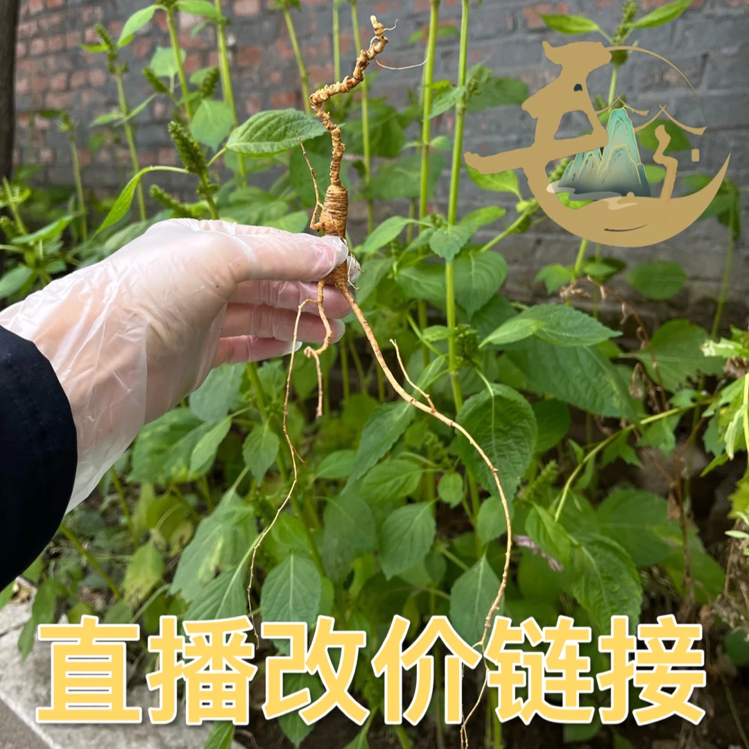 长白山放山老货 直播间链接 一物一拍