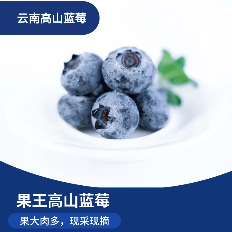 果王 吉小俊云南高山蓝莓Big大蓝莓  脆甜多汁新鲜营养 限量上市