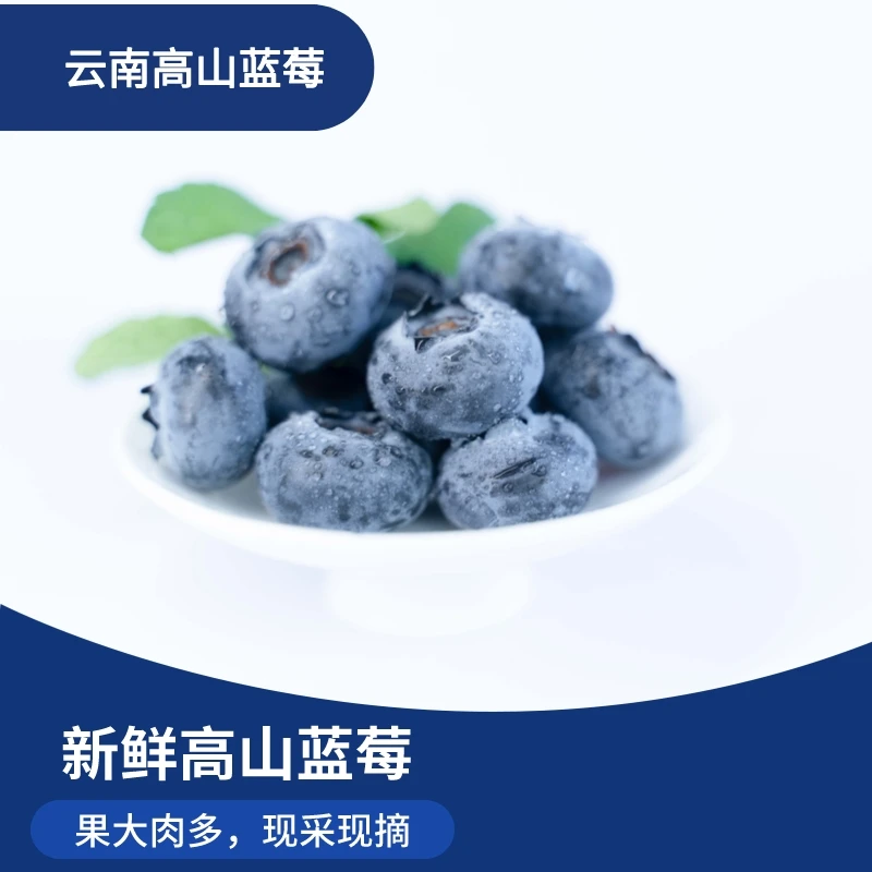 现摘 吉小俊云南高山蓝莓Big大蓝莓  脆甜多汁新鲜营养 限量上市