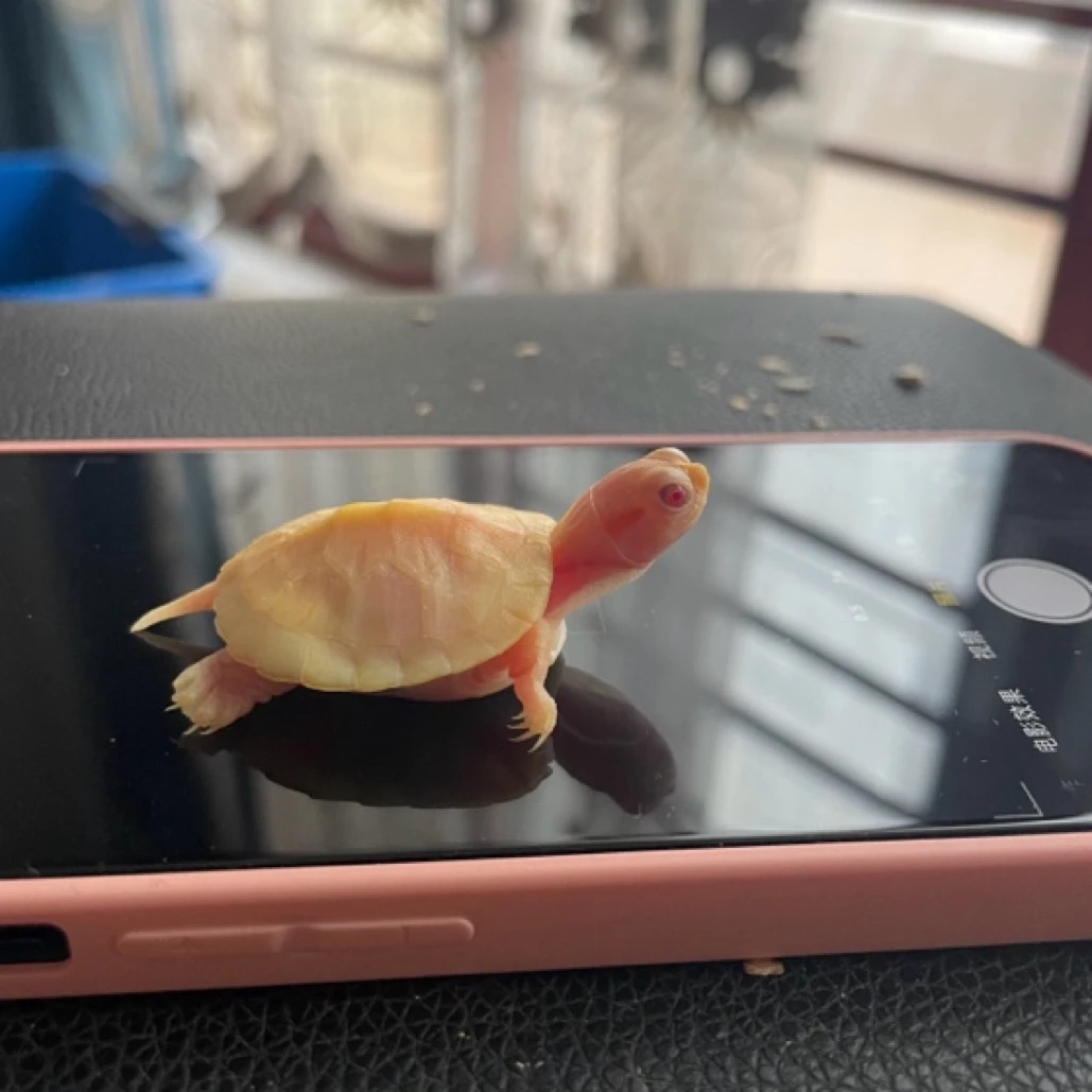 乌龟变异巴西焦糖苗白巴苗悖论苗直播挑选宠物乌龟活体