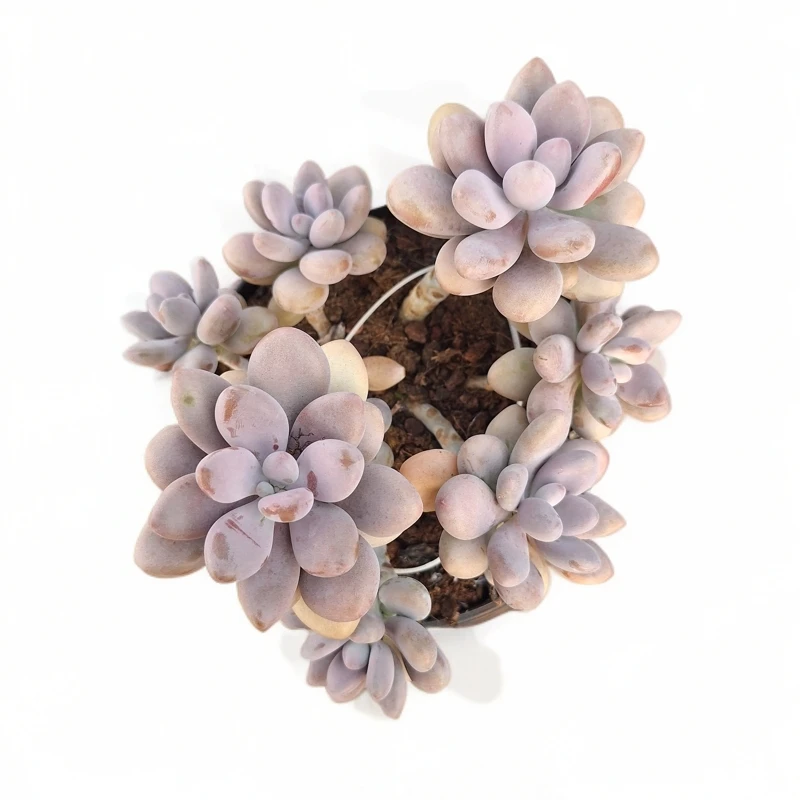 同美多肉园艺 老桩桃蛋多肉植物 以直播间实物为准 夏季空气