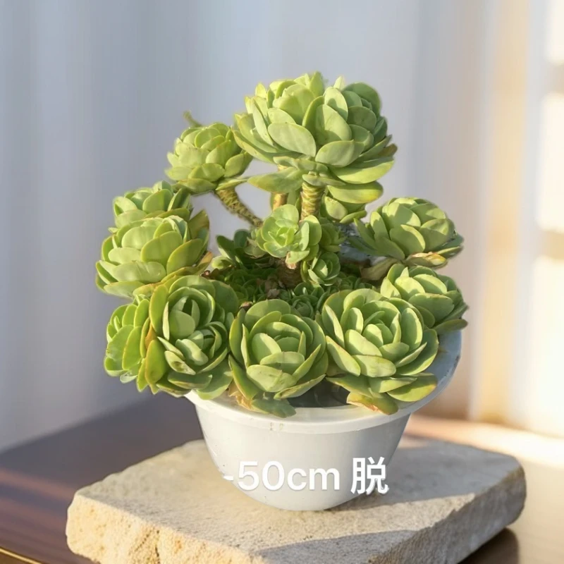 同美　 大群碧桃多肉植物（下单后联系客服发收货电话号码，发物流）