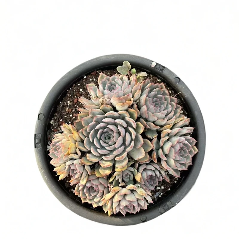 同美多肉  猎户座多肉植物   (满19.9包邮)