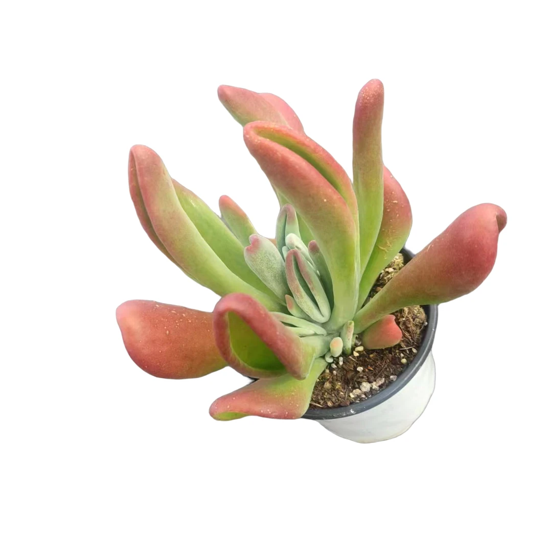 同美园艺 火狐狸 多肉植物 （满18包邮）