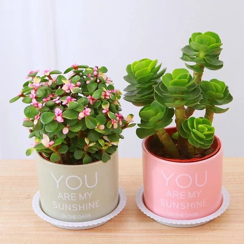 财运满满多肉植物盆栽室内绿植花卉客厅桌面防辐射好养植物礼物花