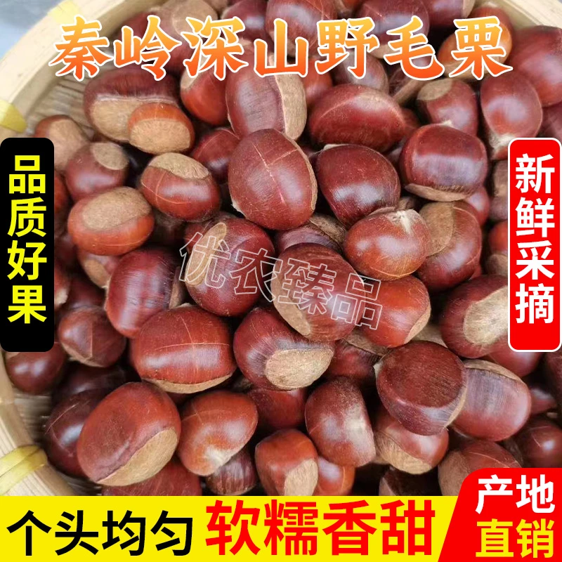 秦岭正宗野毛栗2023陕西汉中新鲜生土板栗产地直发3斤5斤