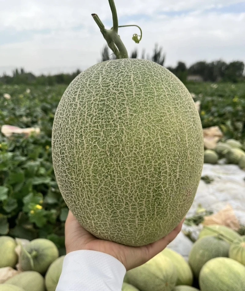 包邮产地直发新鲜哈密瓜买10斤送5斤（到手共净重15.6~16斤。约4-5个瓜）