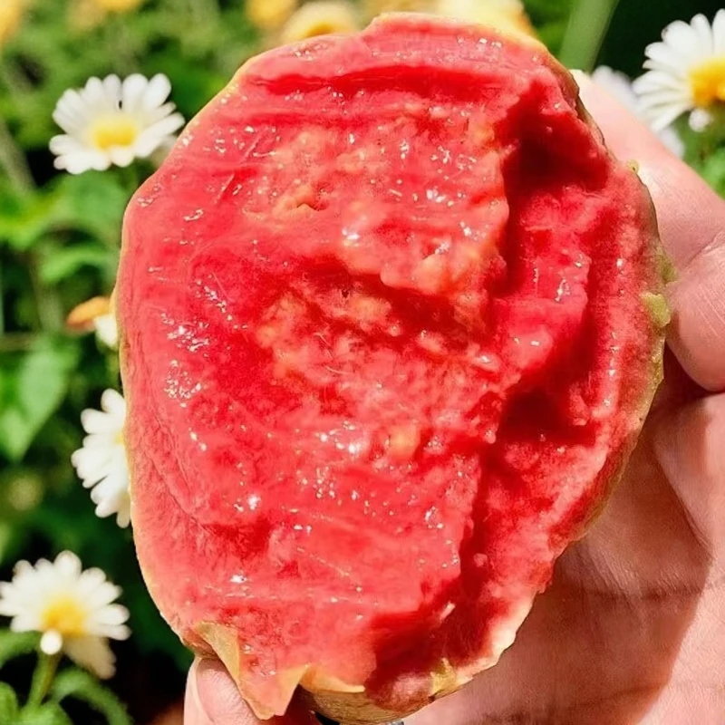 广西正宗软糯红心芭乐香甜番石榴高端现摘胭脂红当季水果产地直销