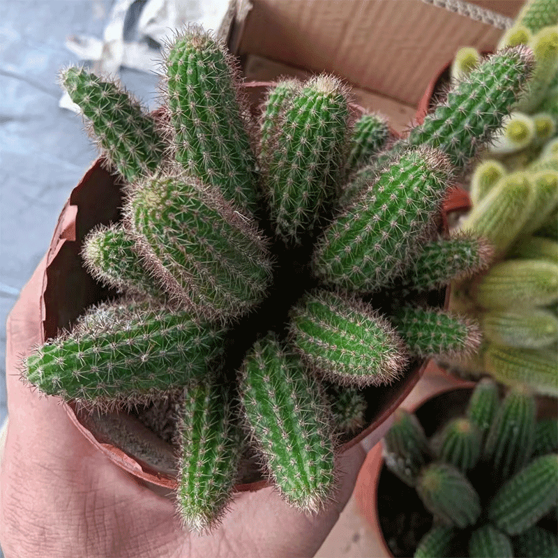 yueguangmeng/月逛萌 多头黄金妞仙人柱群生好养仙人掌多肉植物盆栽防辐射阳台盆景开花