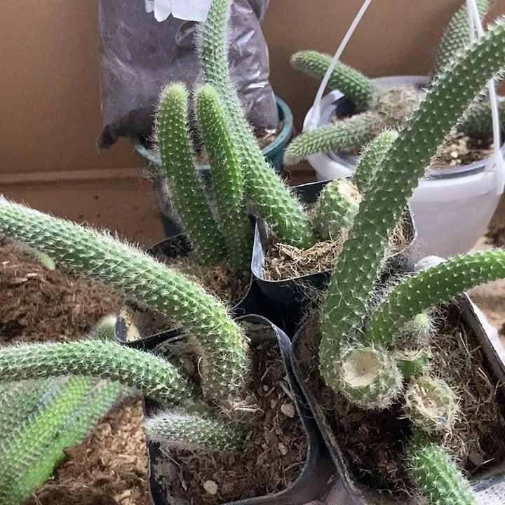 双头九尾狐4颗，脱土发货