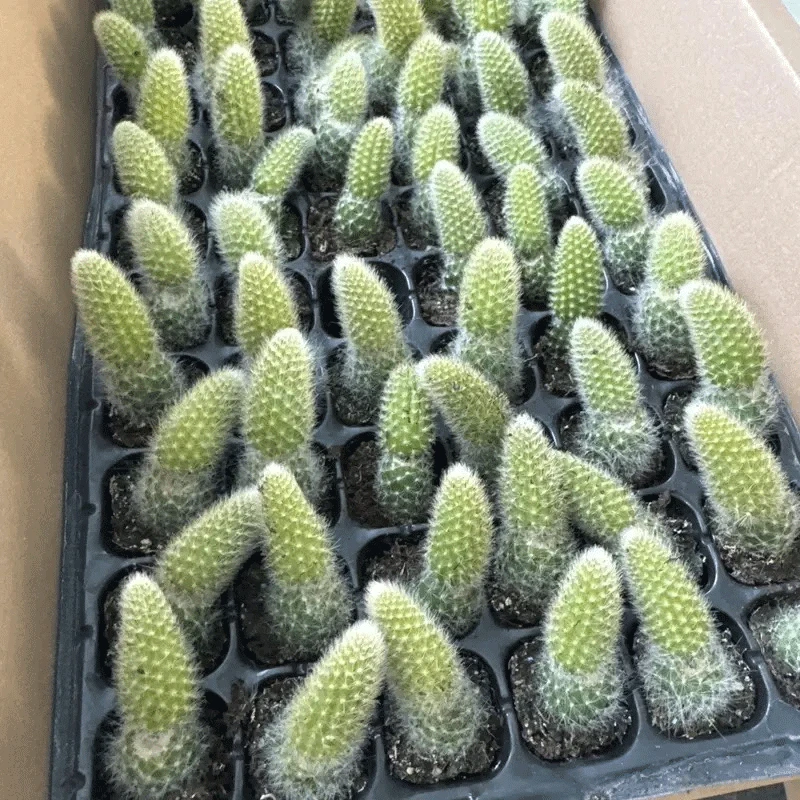 九尾狐 猴尾柱 多肉仙人柱软毛不扎手开花多肉植物好养垂吊型盆栽