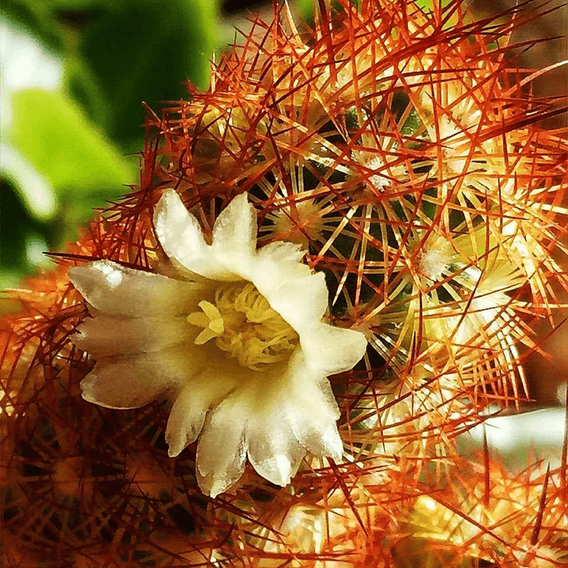 yueguangmeng/月逛萌 金手指仙人球毛毛虫可开花带八角盆三颗包邮