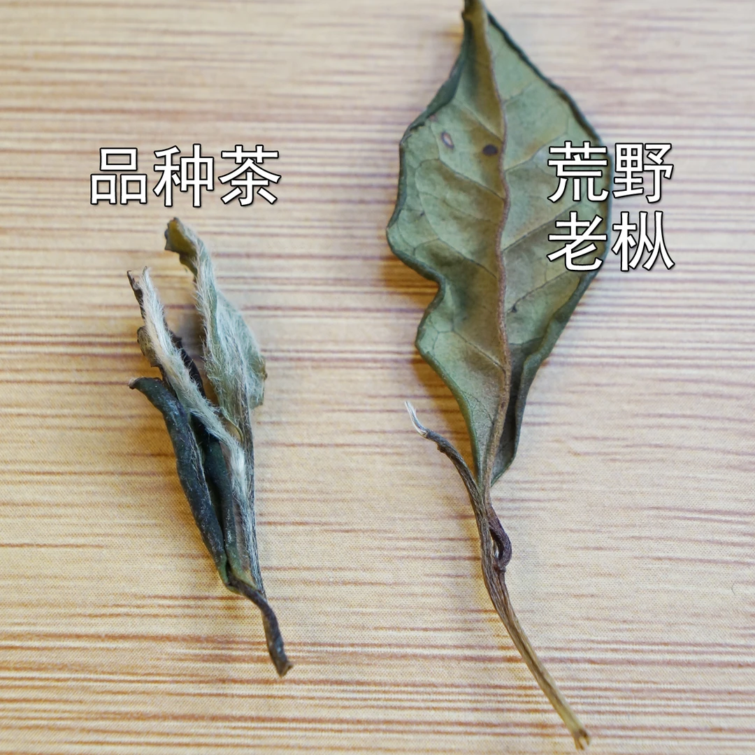 【蝉翼】2021年老枞寿眉白茶，纯荒野高货系列，枞味岩韵50g