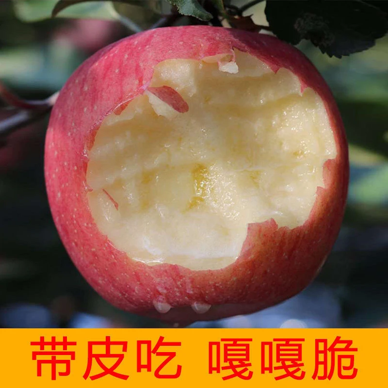 顺丰山西运城“纸加膜”红富士苹果 双袋无农残 皮薄肉厚 脆甜多汁