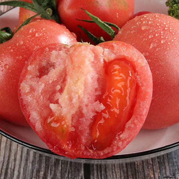 【坏货包赔】春季尝鲜陕西泾阳普罗旺斯果园西红柿5斤沙甜正宗