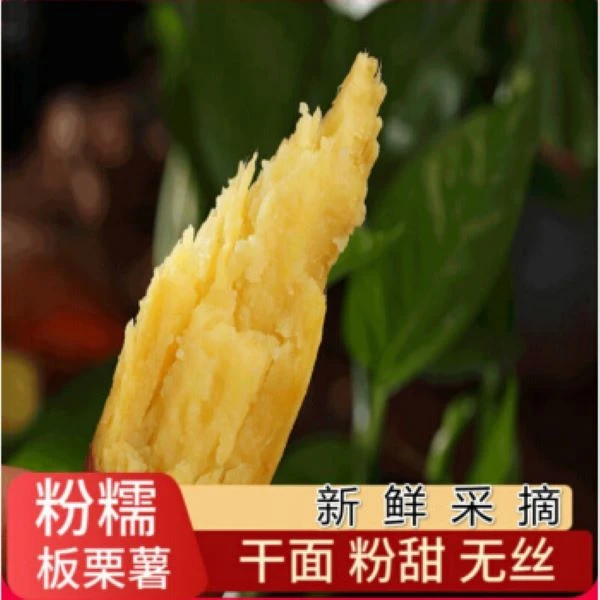 陕西临潼原产地新鲜板栗红薯3斤粉糯香甜水果