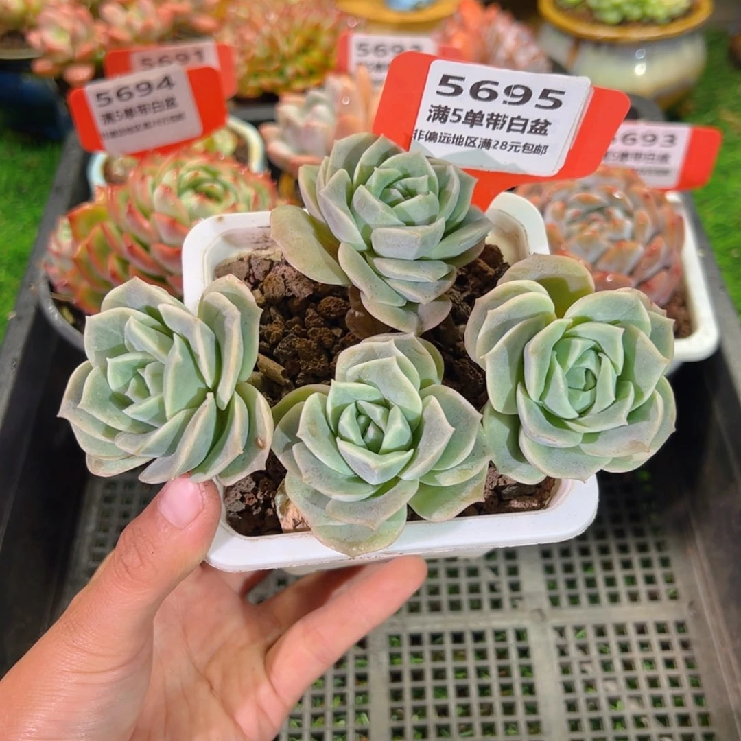 表妹精品多肉5695.