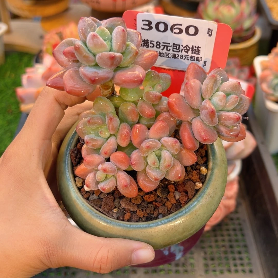 表妹精品多肉3060.