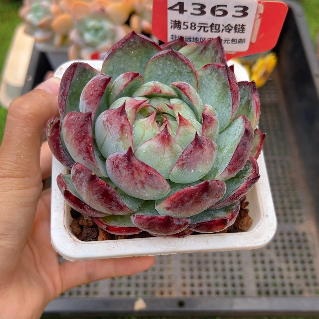 表妹精品多肉4363.