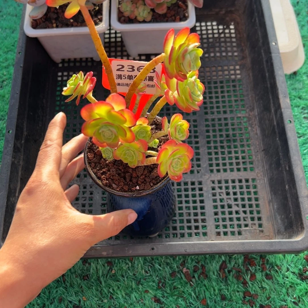 表妹精品多肉2368.