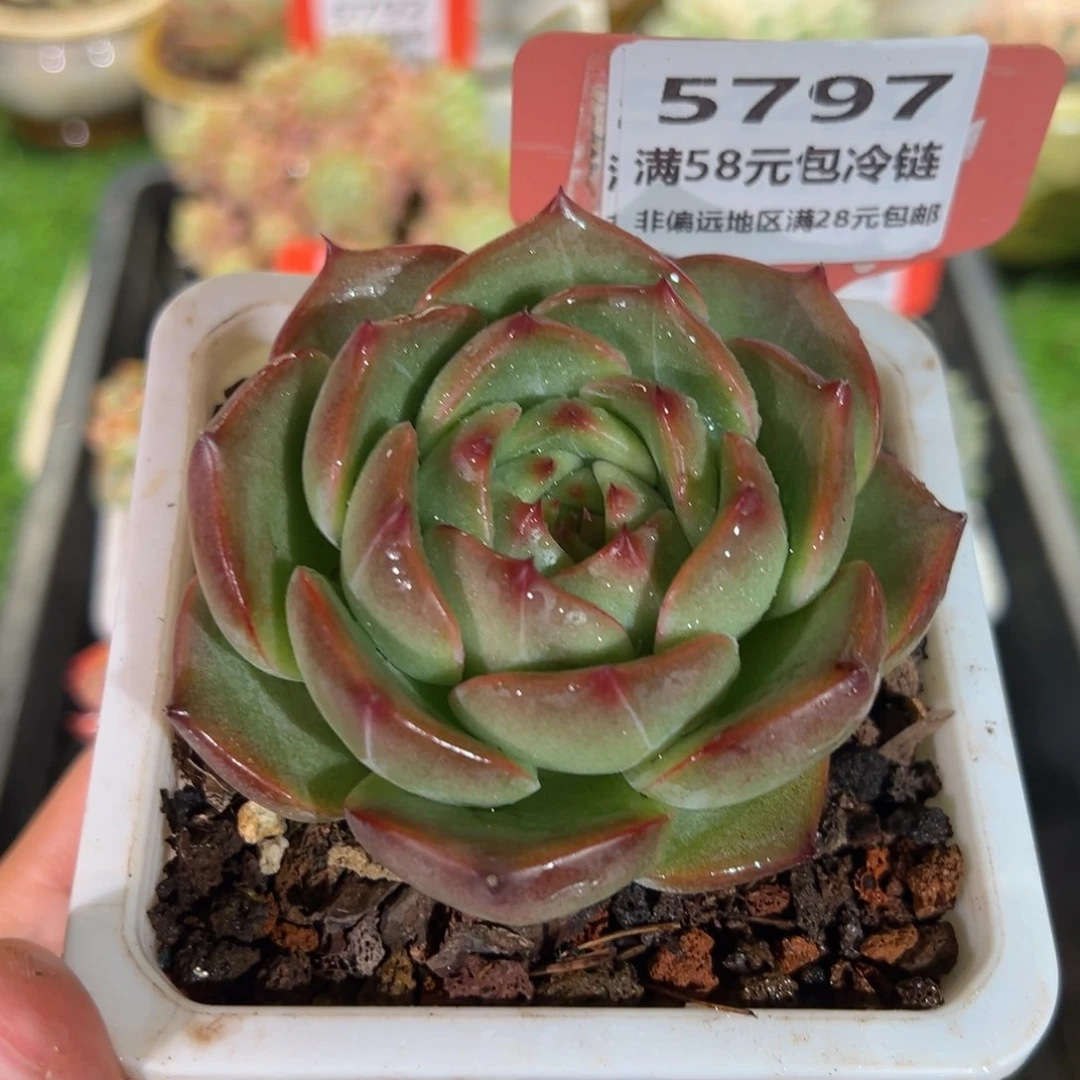 表妹精品多肉5797.