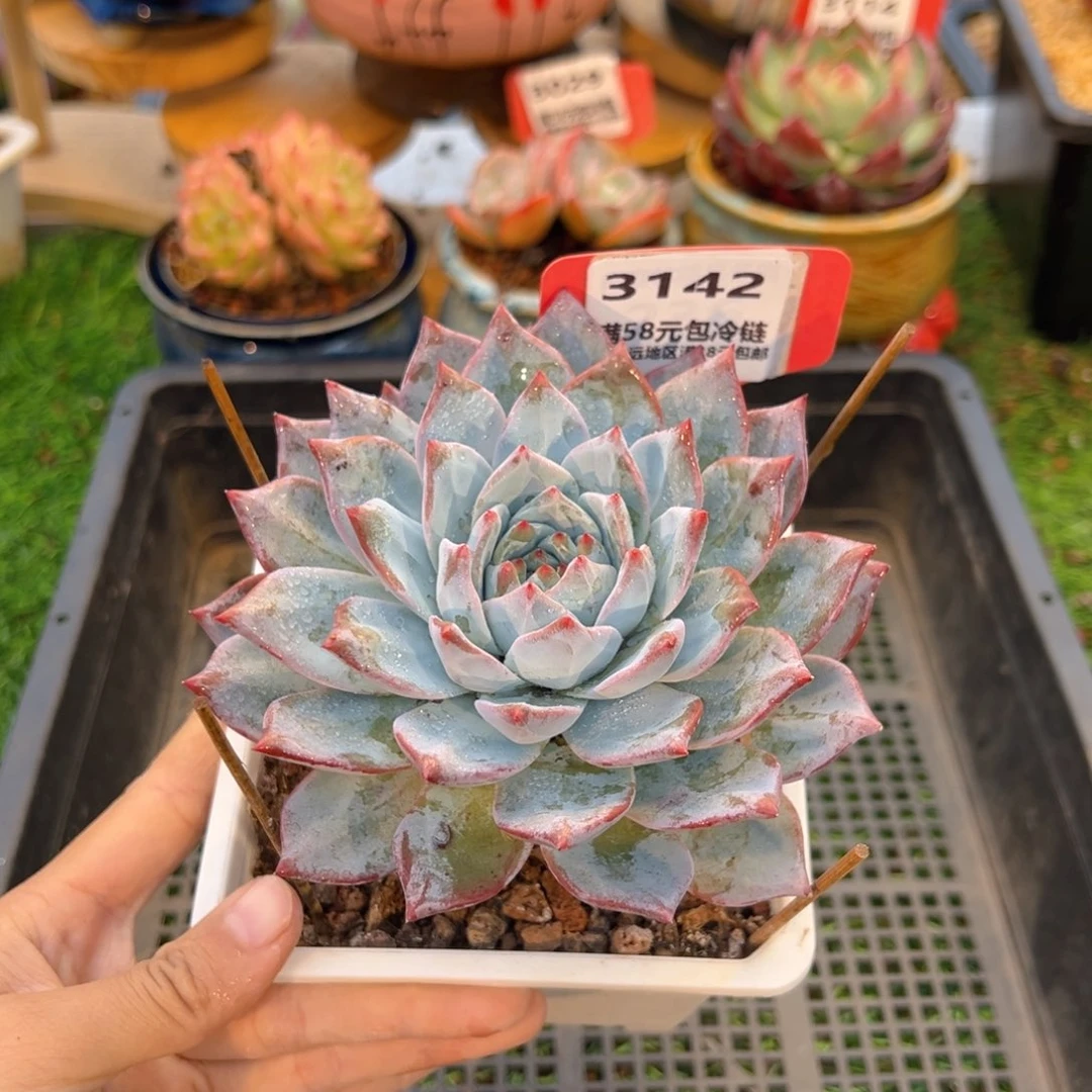 表妹精品多肉3142.