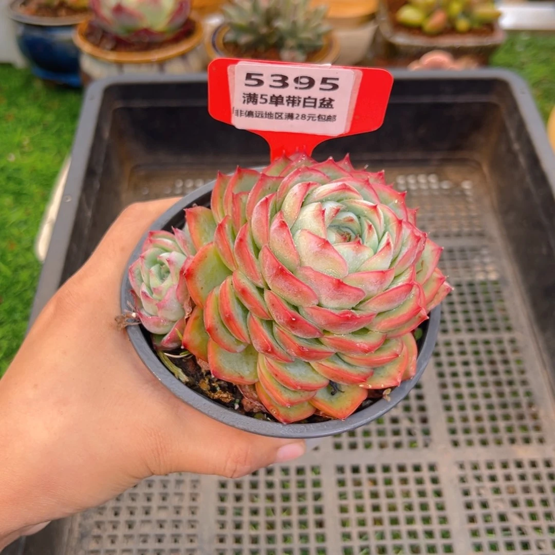 表妹精品多肉5395.