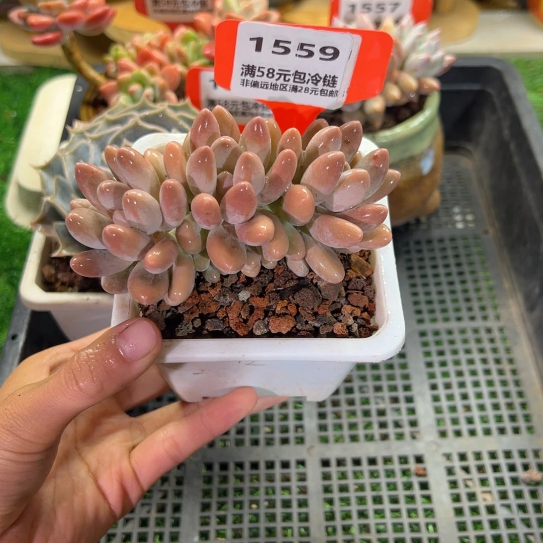 表妹精品多肉1559.