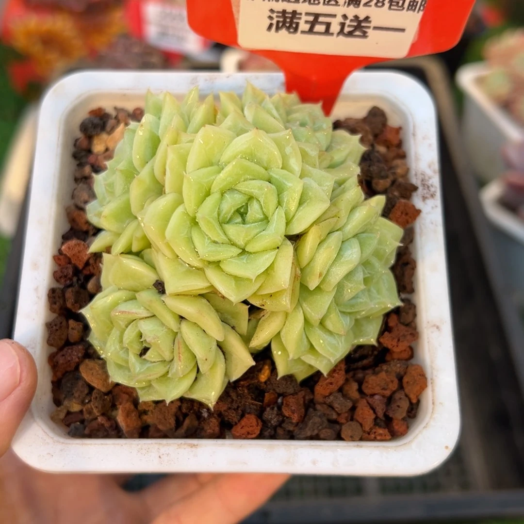表妹精品多肉5072.