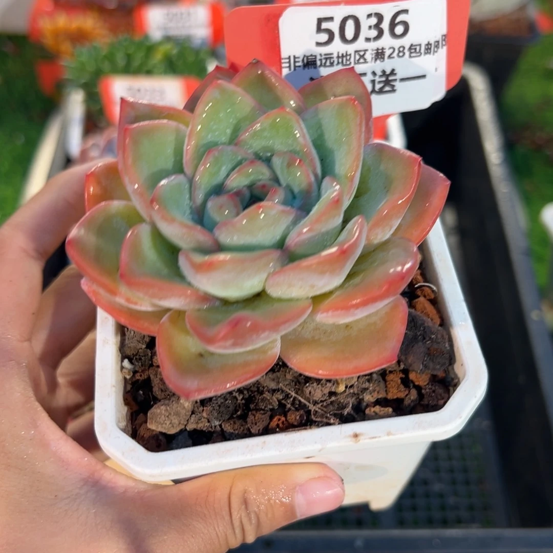 表妹精品多肉5036.