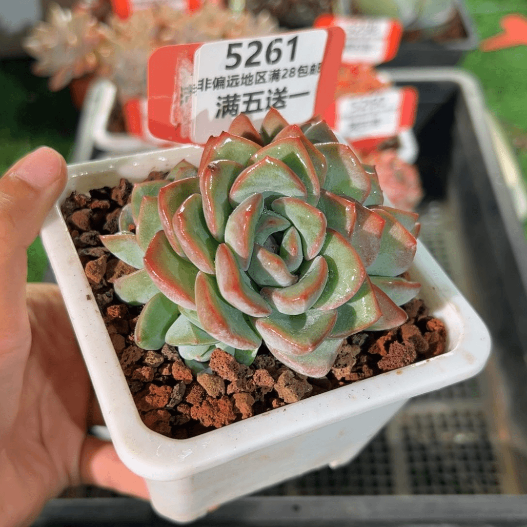 表妹精品多肉5261.