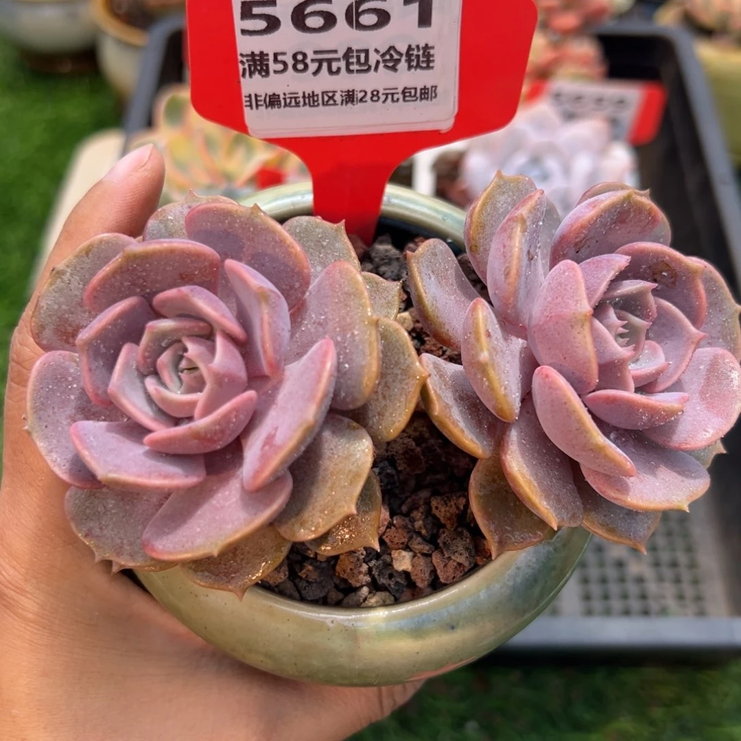表妹精品多肉5661.