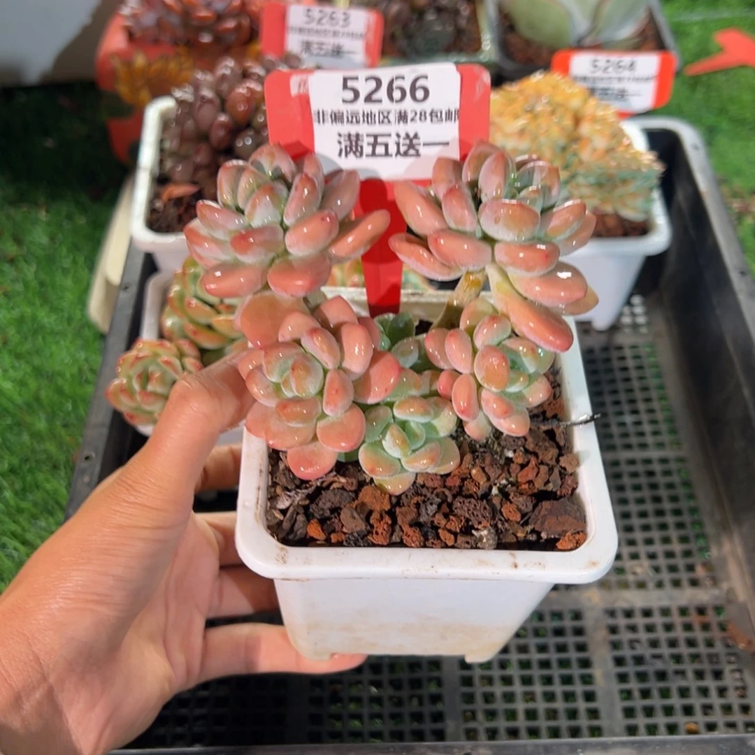 表妹精品多肉5266.