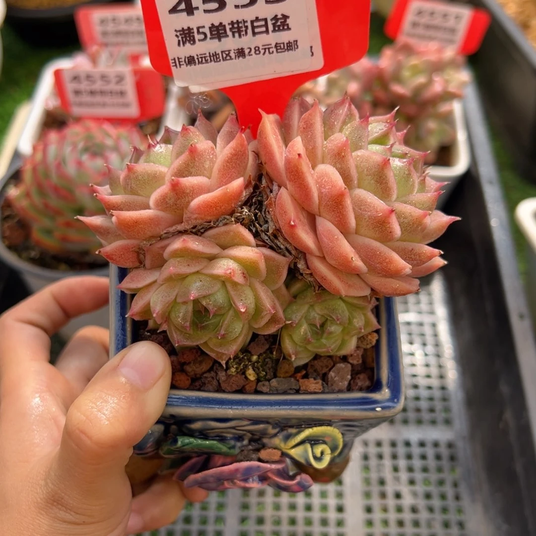 表妹精品多肉4553.