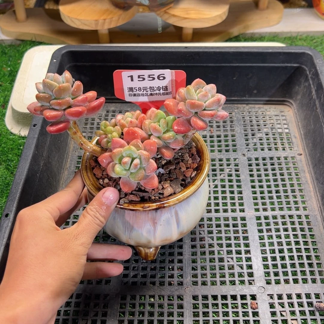 表妹精品多肉1556.