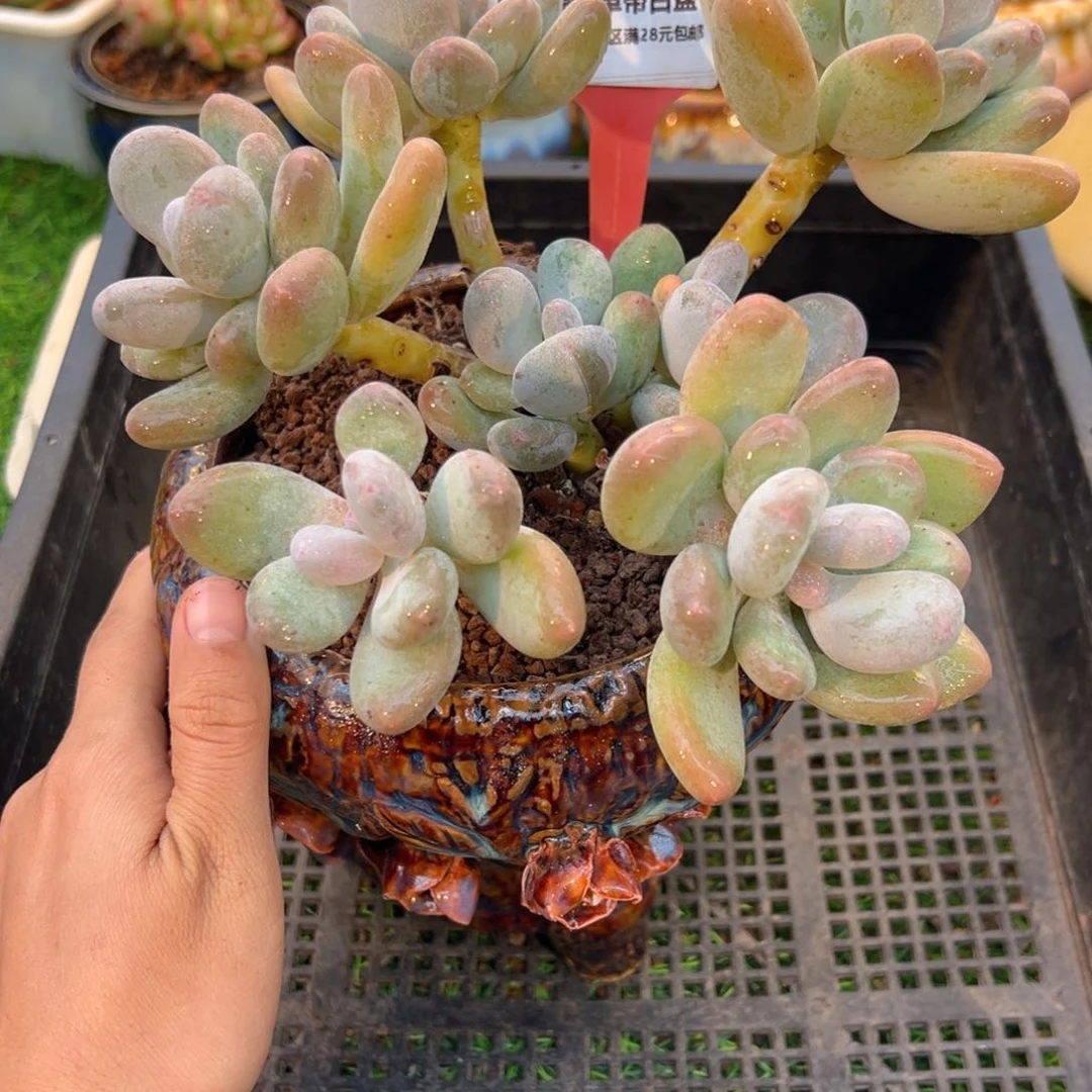 表妹精品多肉5318.