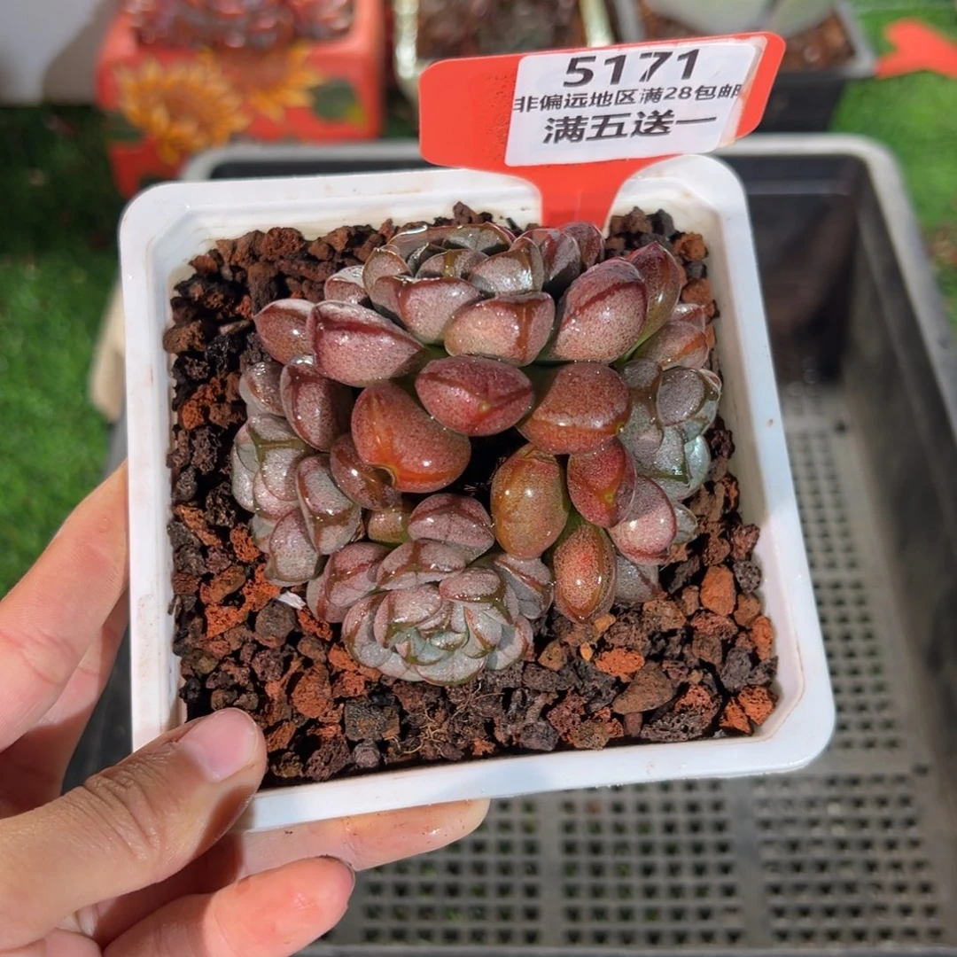 表妹精品多肉5171.