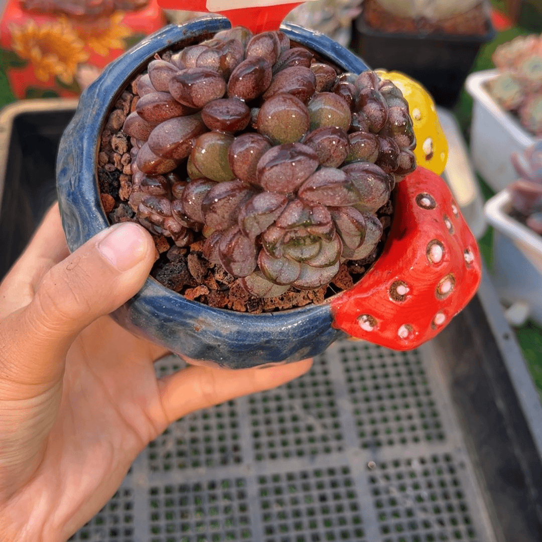 表妹精品多肉5069.