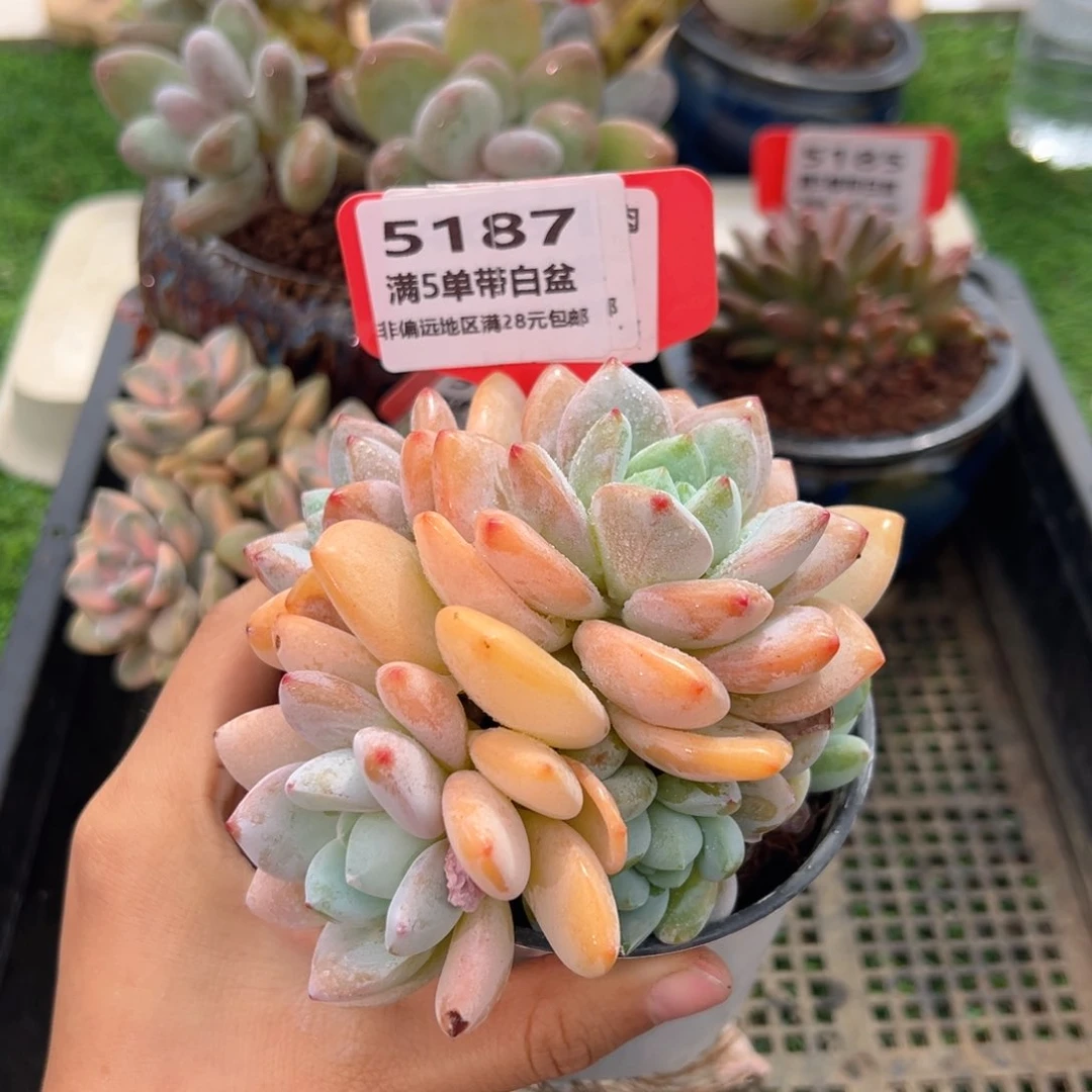 表妹精品多肉5187.