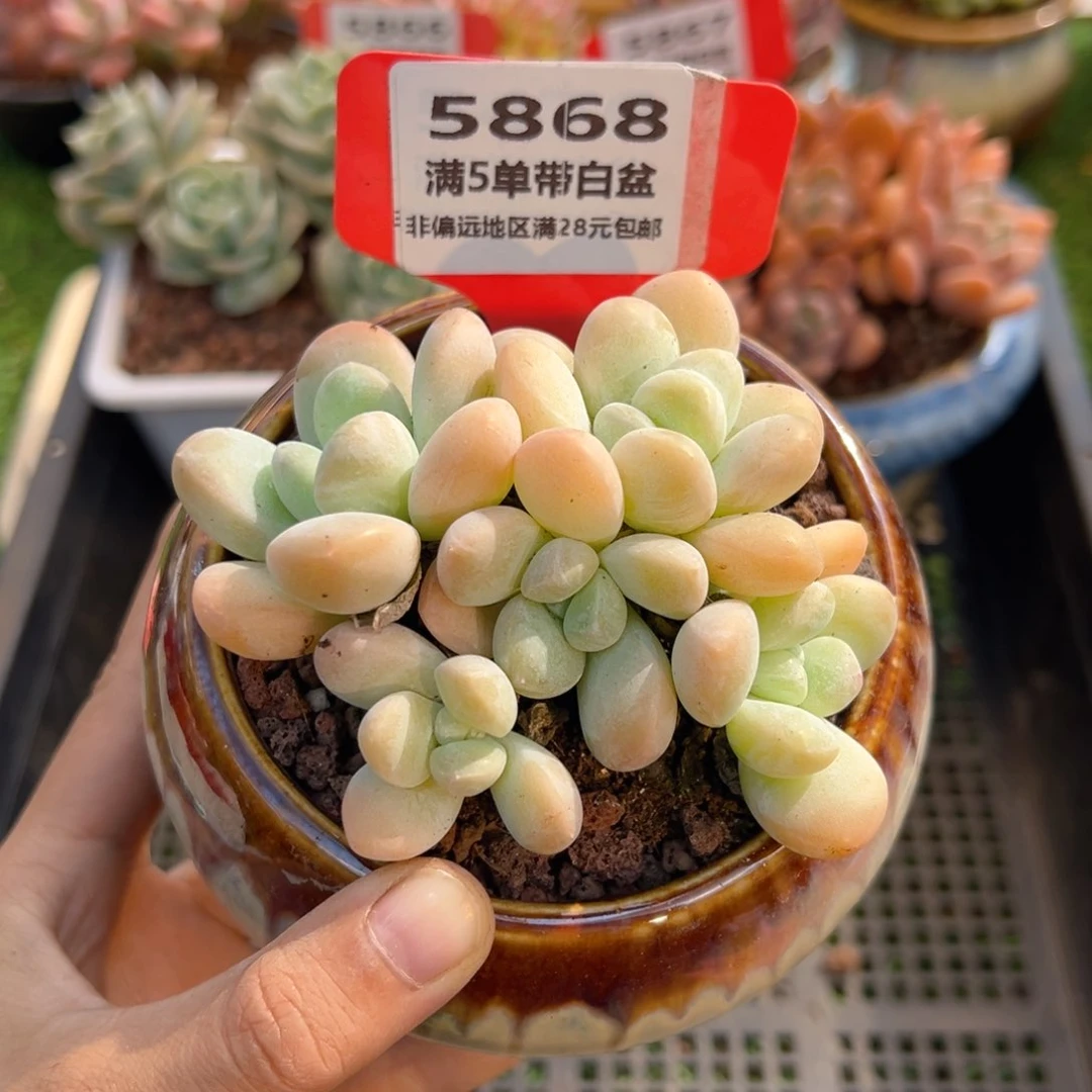 表妹精品多肉5868.