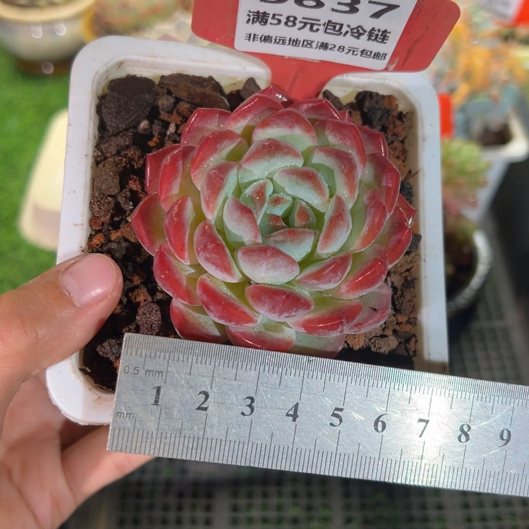 表妹精品多肉5837: